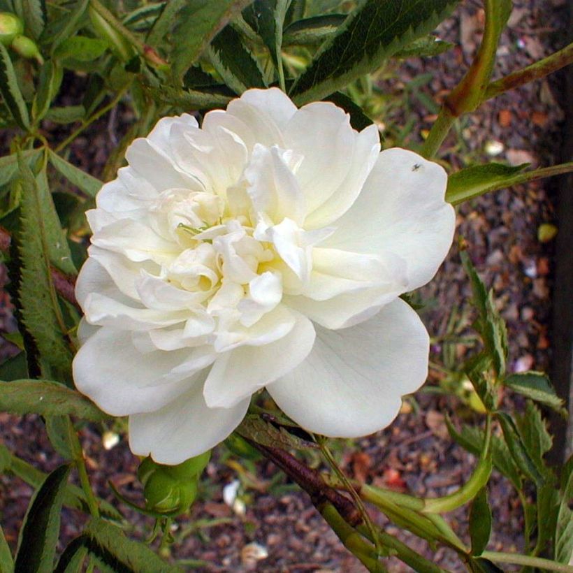 Rosa cannabifolia (Floración)