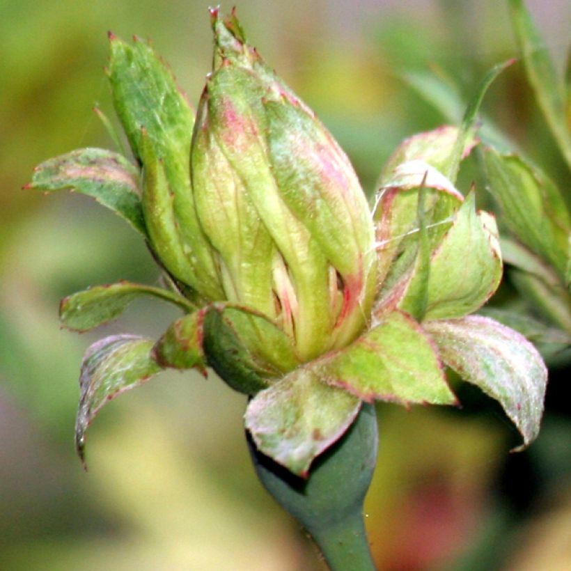 Rosa Viridiflora - Rosa china (Floración)