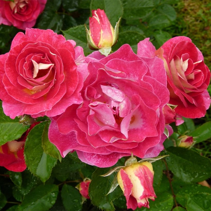 Rosal Aline Mayrisch Rose (Porte)