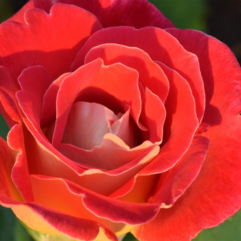 Rosal Aline Mayrisch Rose (Floración)