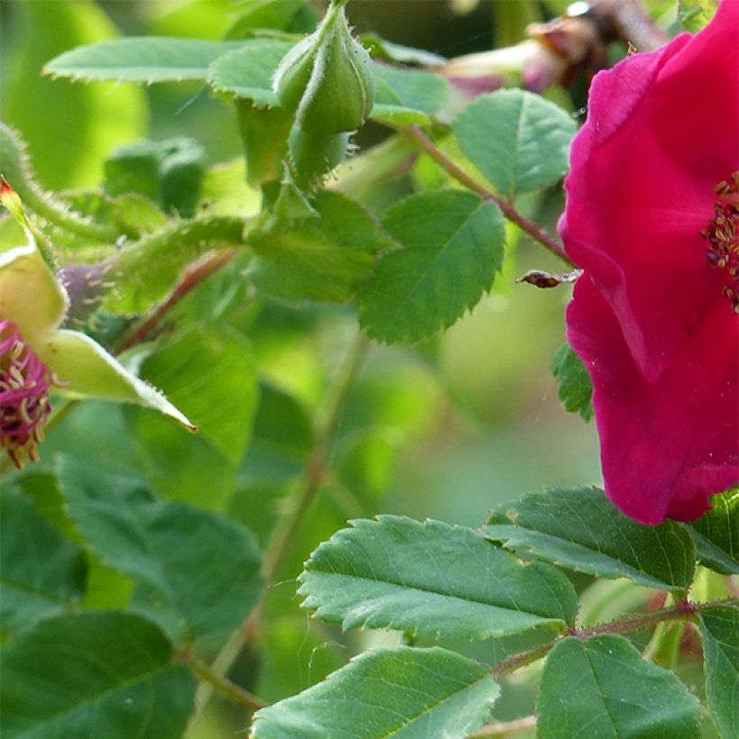 Rosa moyesii Geranium (Follaje)