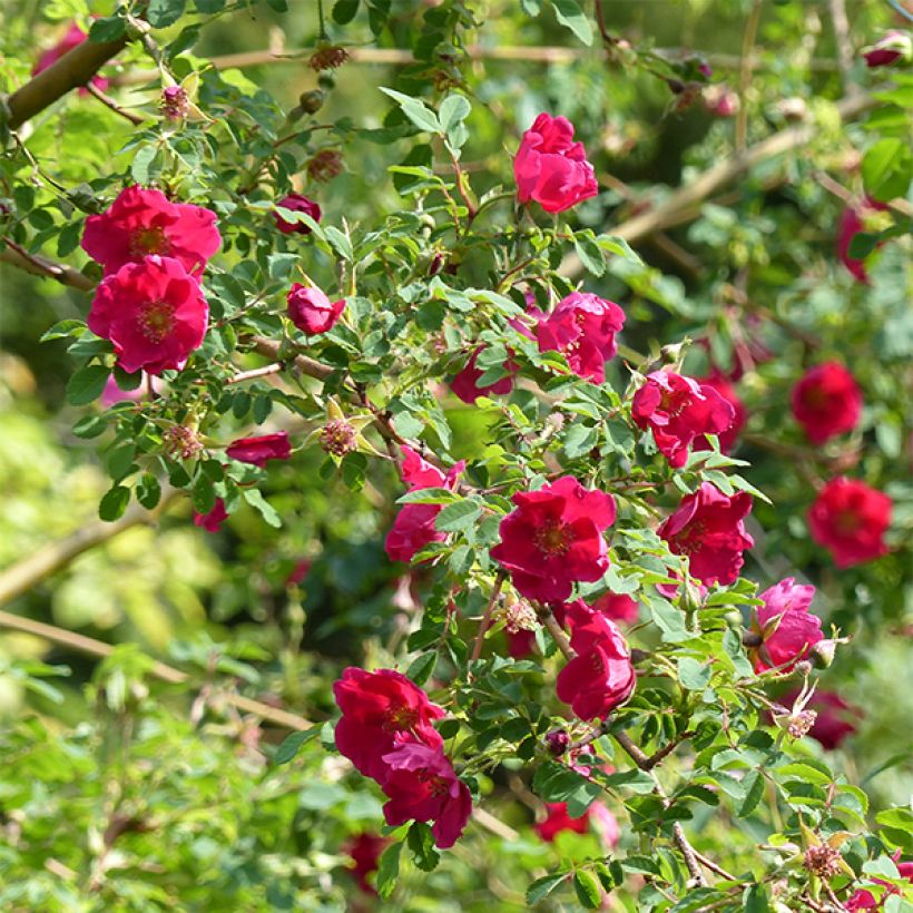 Rosa moyesii Geranium (Floración)