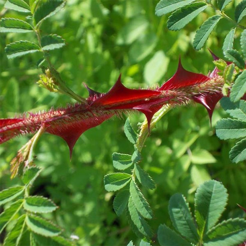 Rosa omeiensis Pteracantha (Follaje)