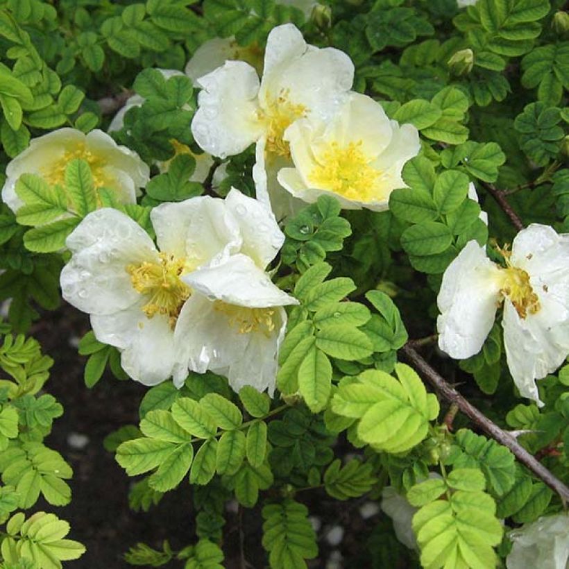 Rosa omeiensis Pteracantha (Floración)