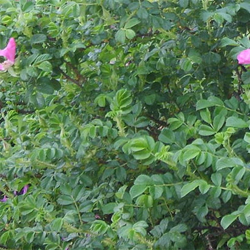 Rosal rugosa (Follaje)