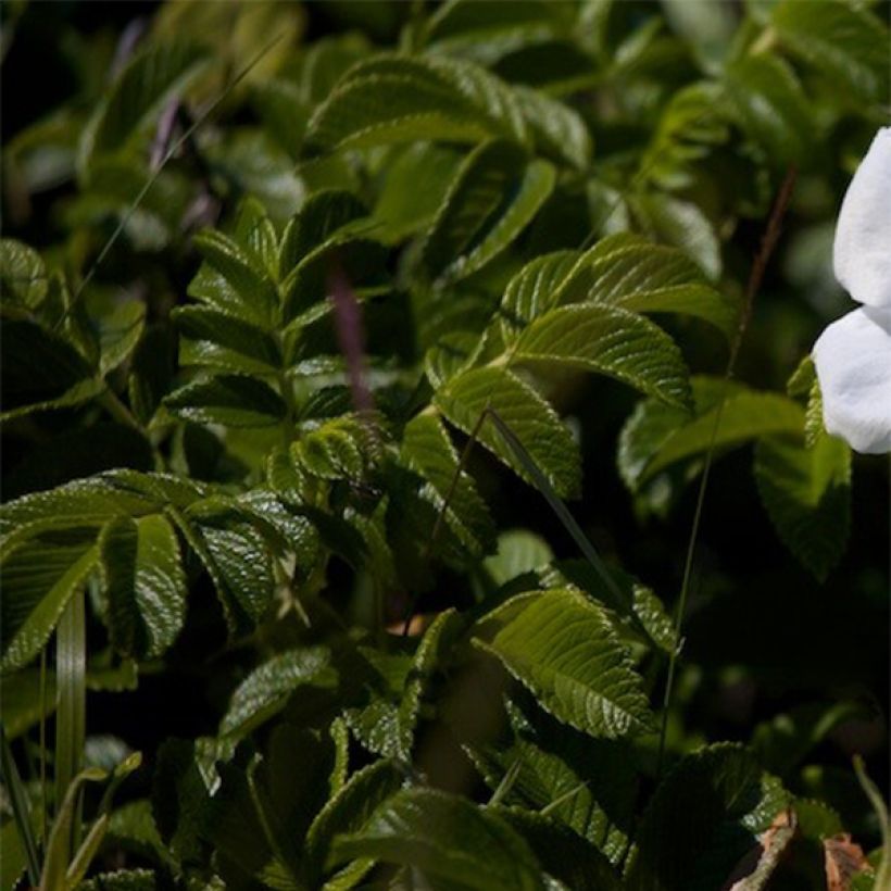 Rosal rugosa Alba (Follaje)