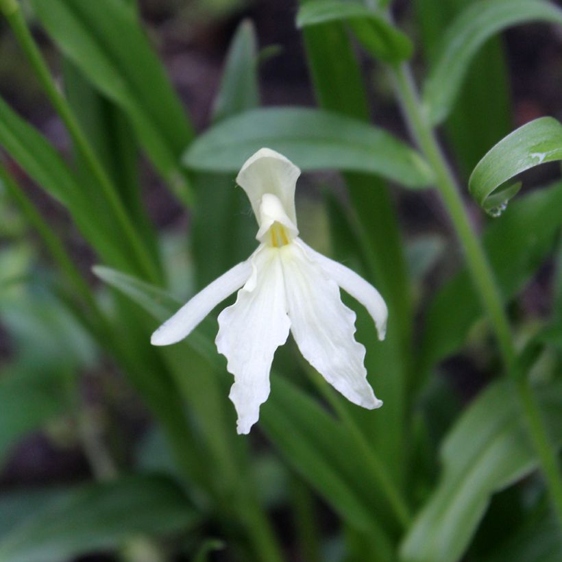 Roscoea beesiana Alba (Floración)