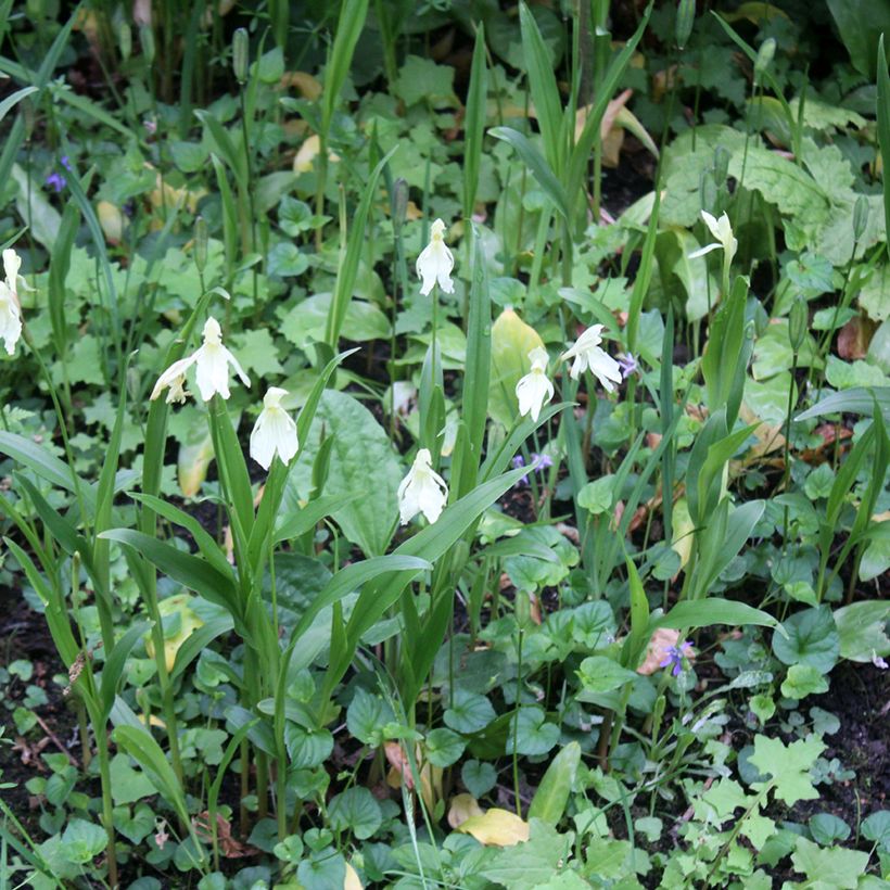 Roscoea cautleyoides (Porte)