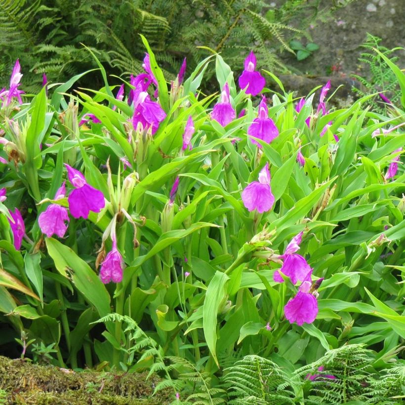 Roscoea purpurea (Porte)