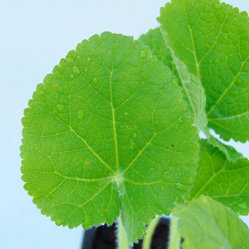 Alcea rosea Chater's Double Yellow - Malva real (Follaje)