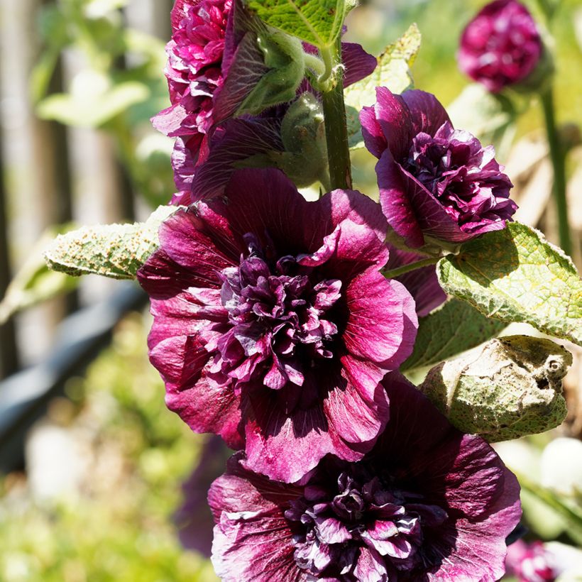 Alcea rosea Chater's Double Violet - Malva real (Floración)