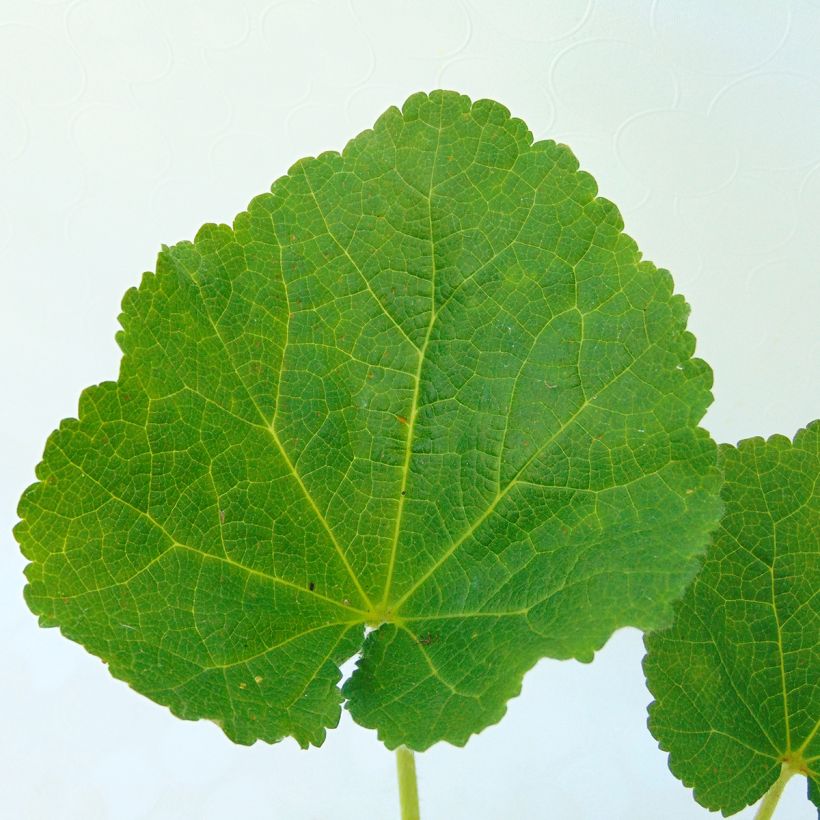 Alcea rosea Chater's Double Rose - Malva real (Follaje)