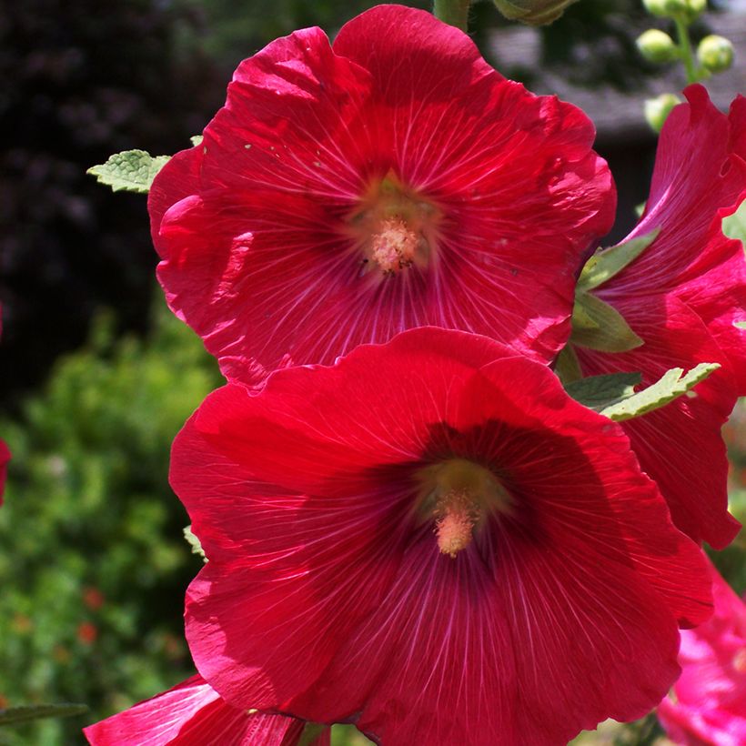 Alcea rosea Mars Magic - Malva real (Floración)