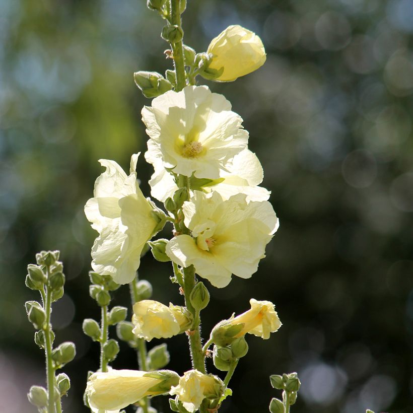 Alcea rosea Sunshine - Malva real (Floración)