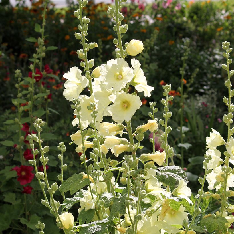 Alcea rosea Sunshine - Malva real (Porte)