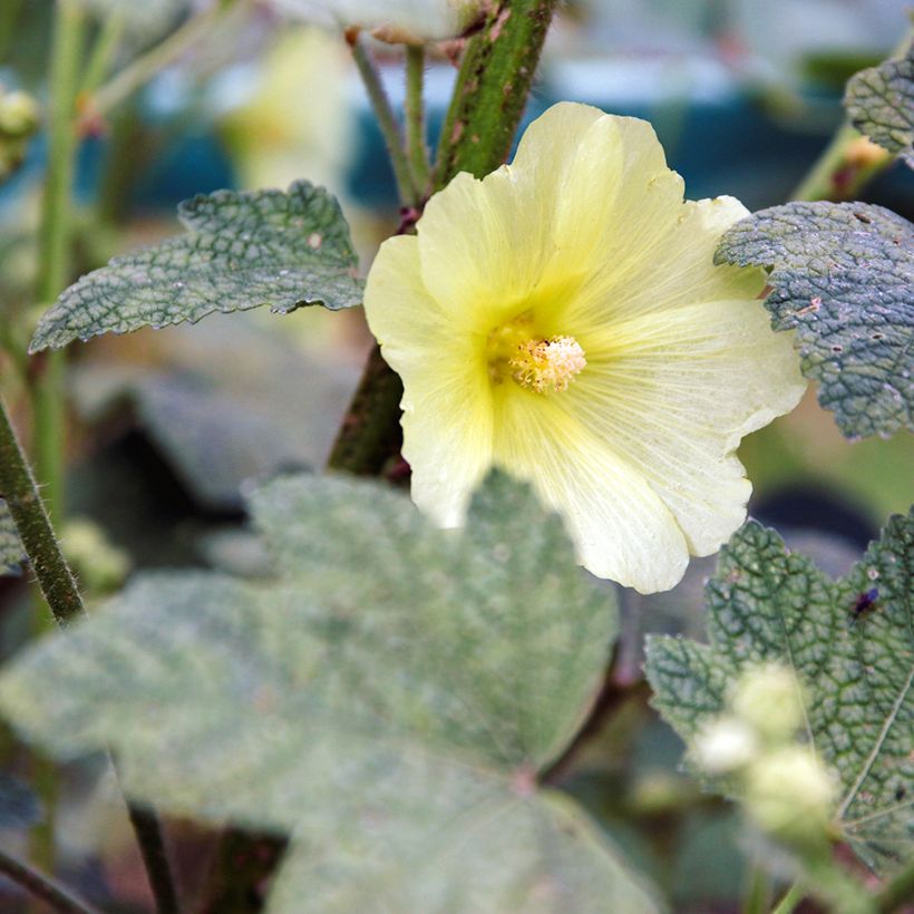 Alcea rugosa - Malva real (Floración)