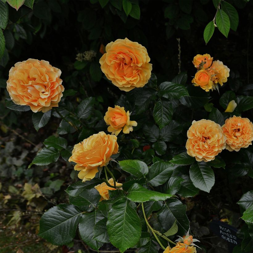 Rosal Amber Queen (Porte)