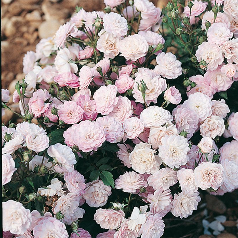 Rosal Gloire des Polyanthas (Floración)