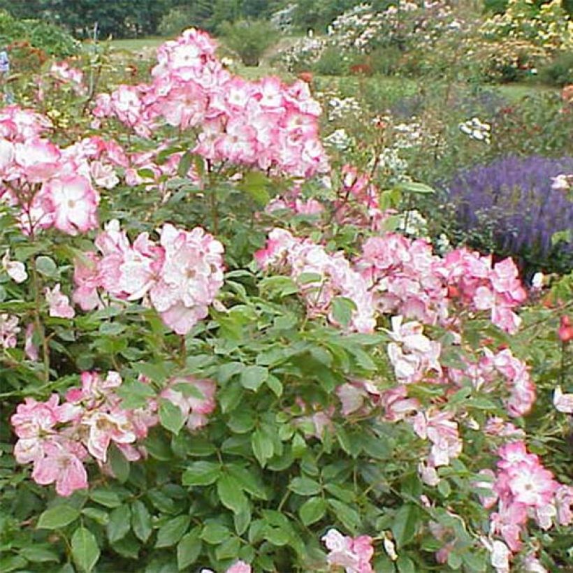 Rosal Rush lenmobri (Floración)