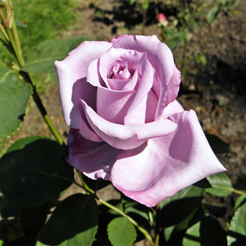 Rosal Blue Girl (Floración)