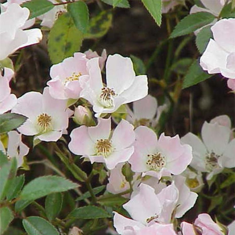 Rosal Nozomi - Rosal tapizante (Floración)