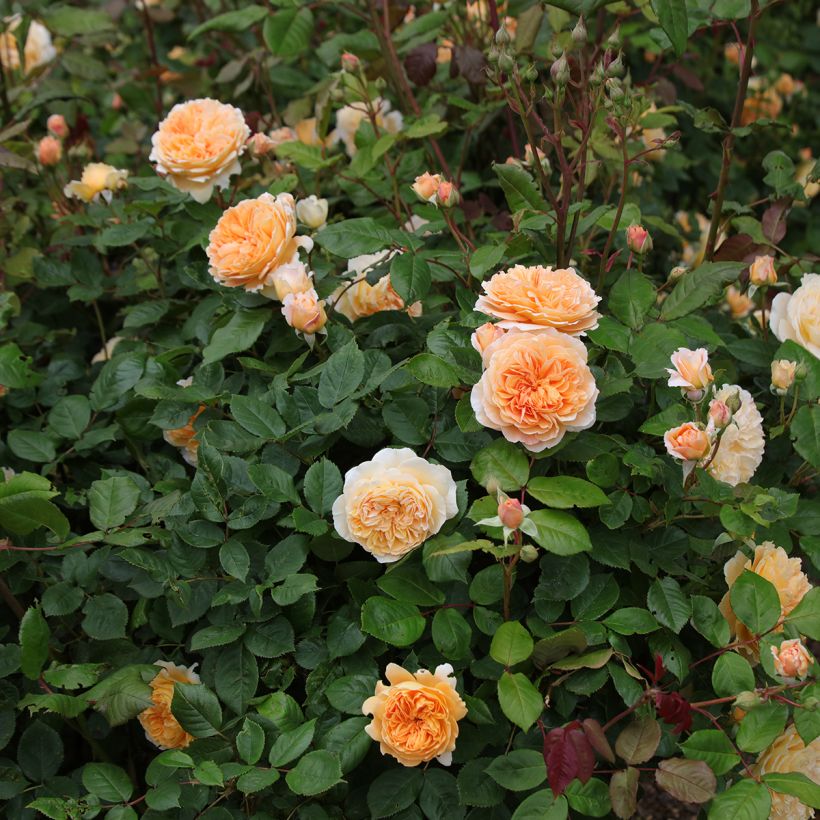 Rosal Crown Princess Margareta (Porte)