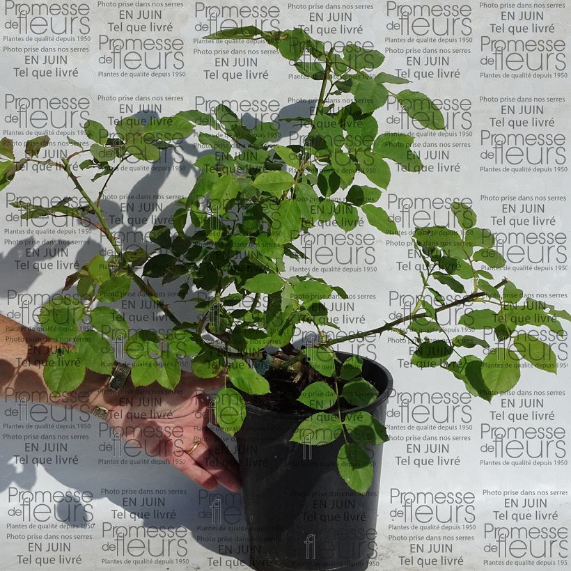 Ejemplo de ejemplar de Rosier David Austin Morning Mist en pot de 4L. tal y como se entrega