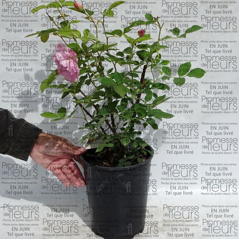 Ejemplo de ejemplar de Rosier David Austin The Lady's Blush en pot de 4L tal y como se entrega