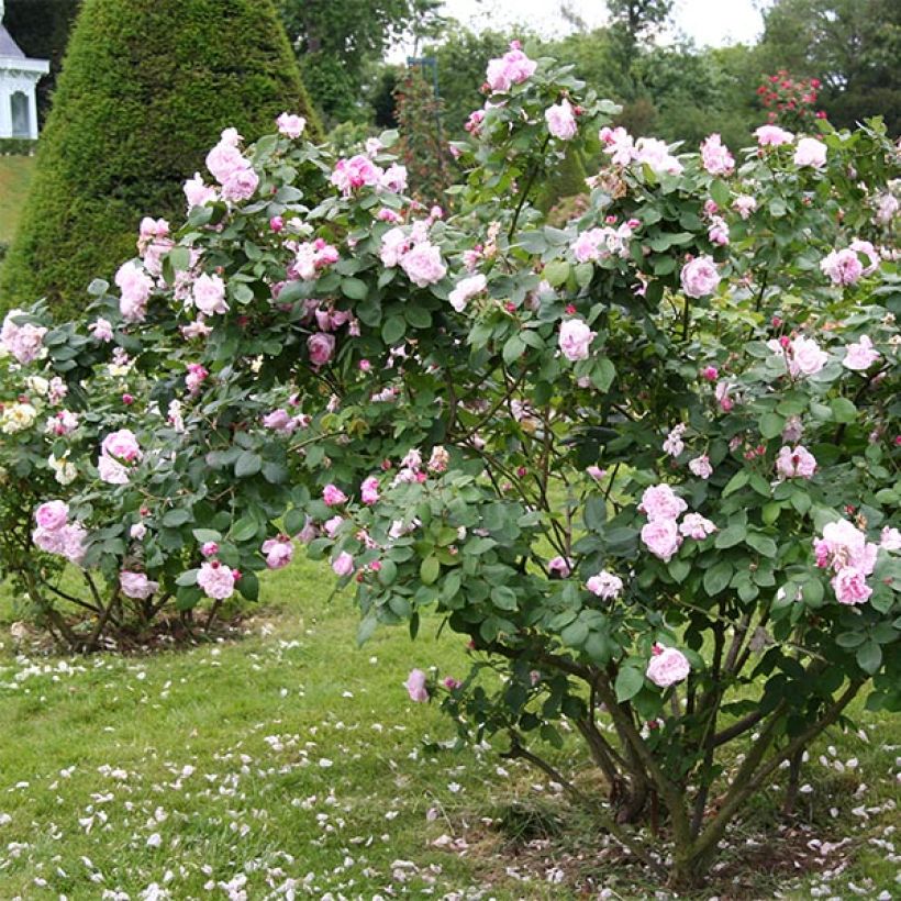 Rosal centifolia Fantin Latour (Porte)