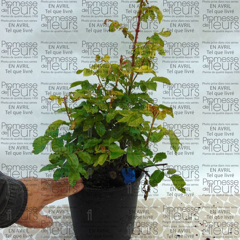 Ejemplo de ejemplar de Rosier Generosa Chantal Mérieux en pot de 4L tal y como se entrega