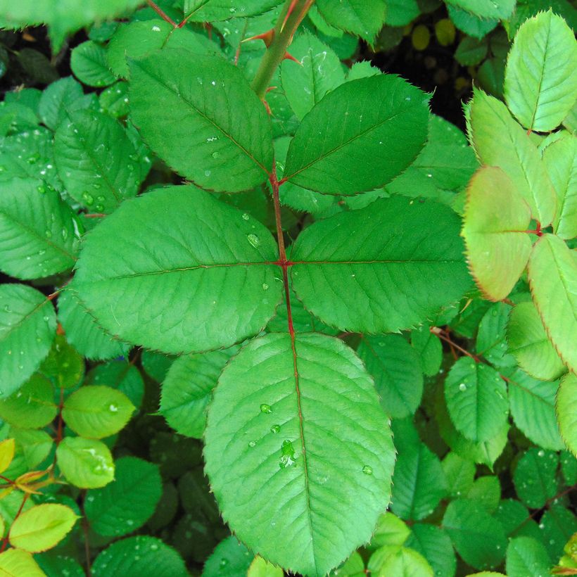 Rosal GeneRosa Guy Darmet (Follaje)