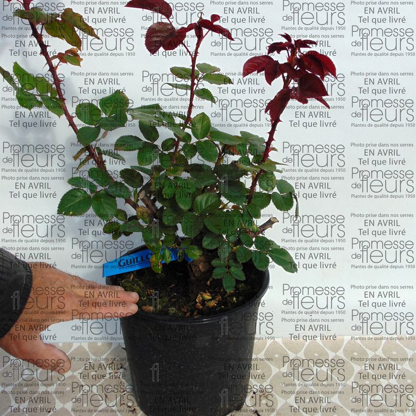 Ejemplo de ejemplar de Rosal GeneRosa L'Ami des Jardins tal y como se entrega