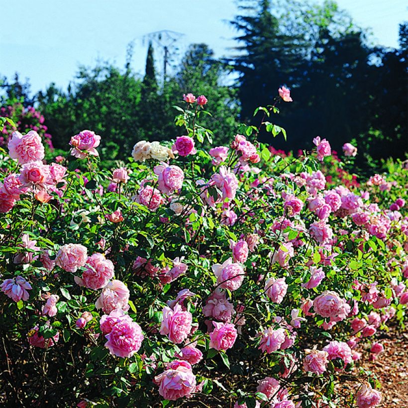 Rosal GeneRosa Sonia Rykiel (Floración)