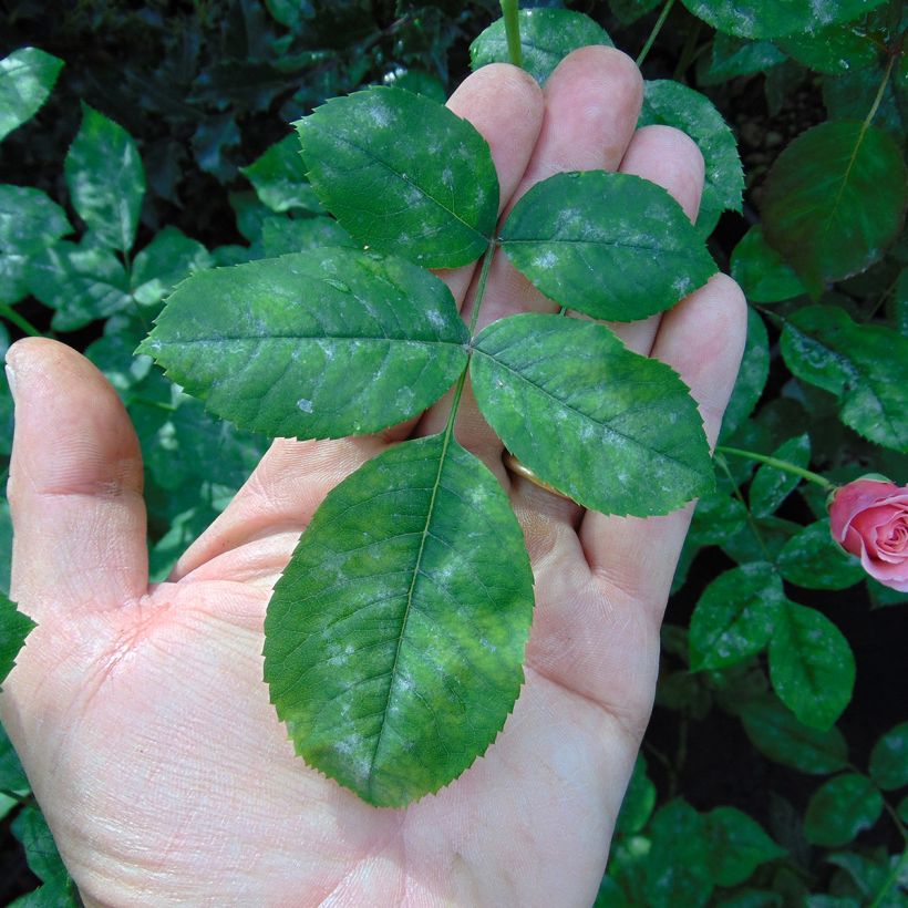 Rosal GeneRosa William Christie (Follaje)