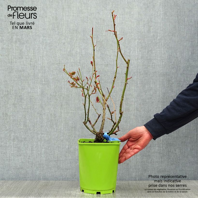 Rosier Generosa William Christie en pot de 4L Ejemplar entregado en invierno