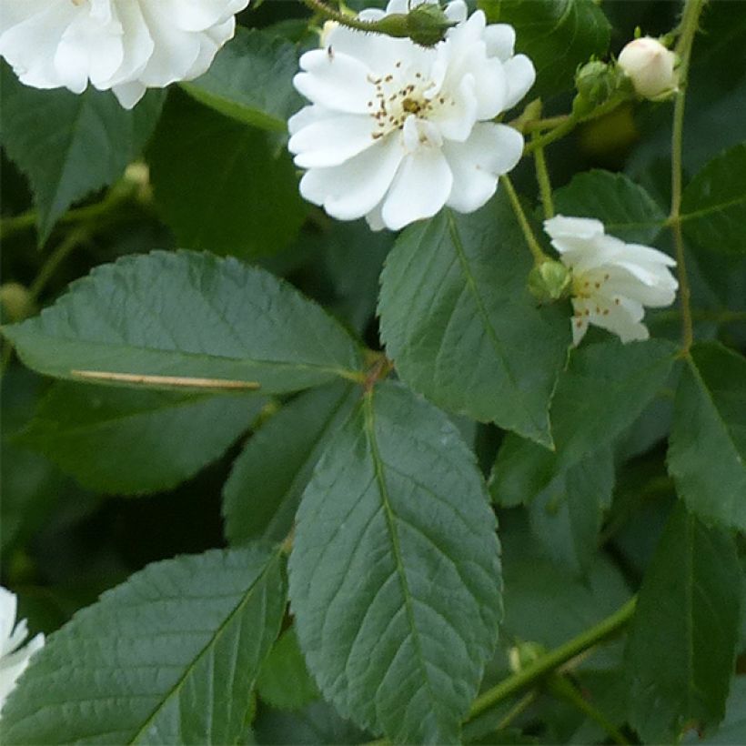 Rosal Guirlande d'Amour - Rosal trepador (Follaje)