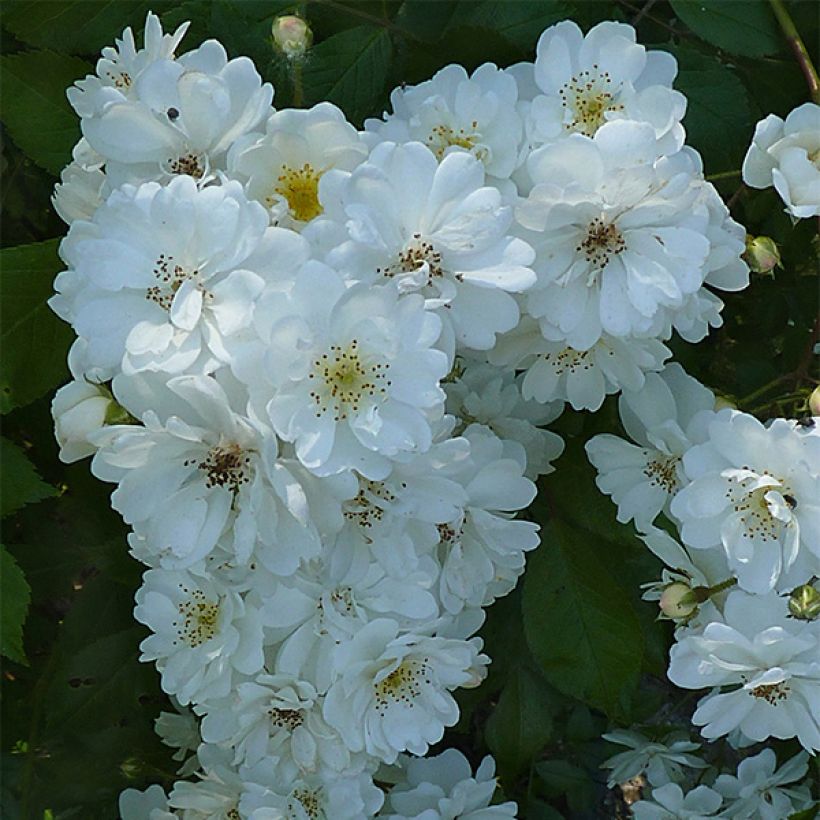 Rosal Guirlande d'Amour - Rosal trepador (Floración)