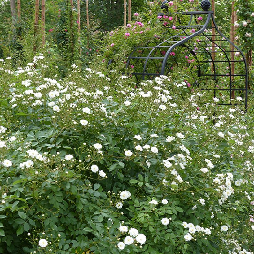 Rosal Guirlande d'Amour - Rosal trepador (Porte)