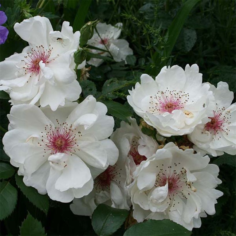 Rosal Jacqueline du Pré (Floración)