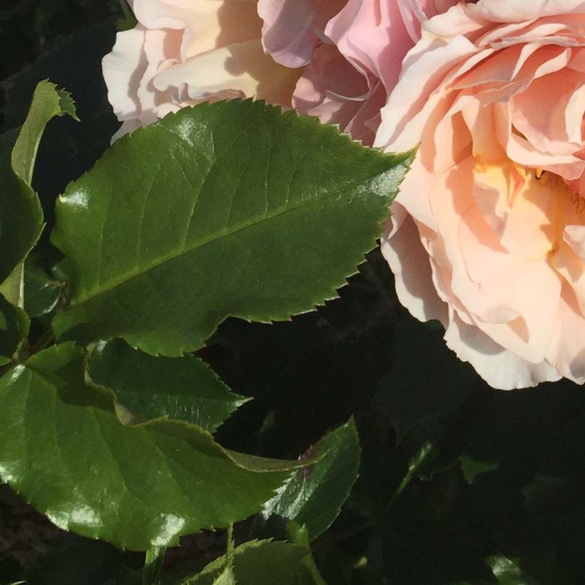 Rosal Jardin des Tuileries - Rosal de flores agrupadas (Follaje)