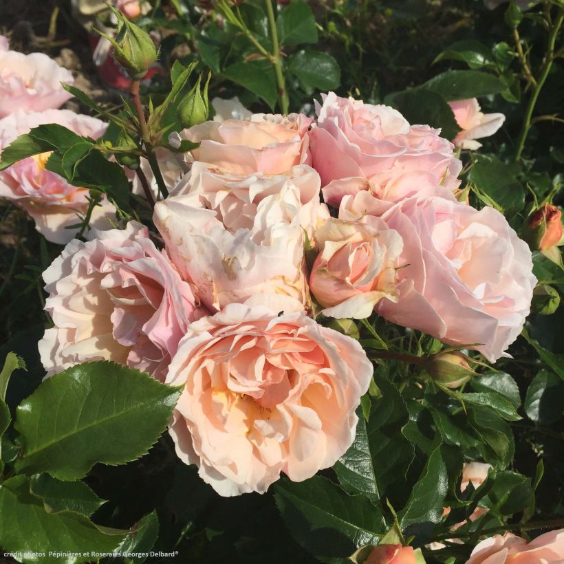 Rosal Jardin des Tuileries - Rosal de flores agrupadas (Floración)