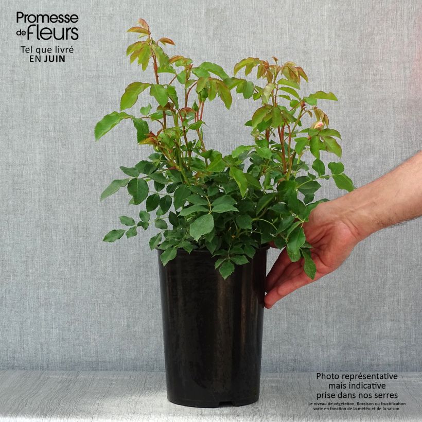 Rosier Kosmos - Pot de 4L/5L Ejemplar entregado en la primavera