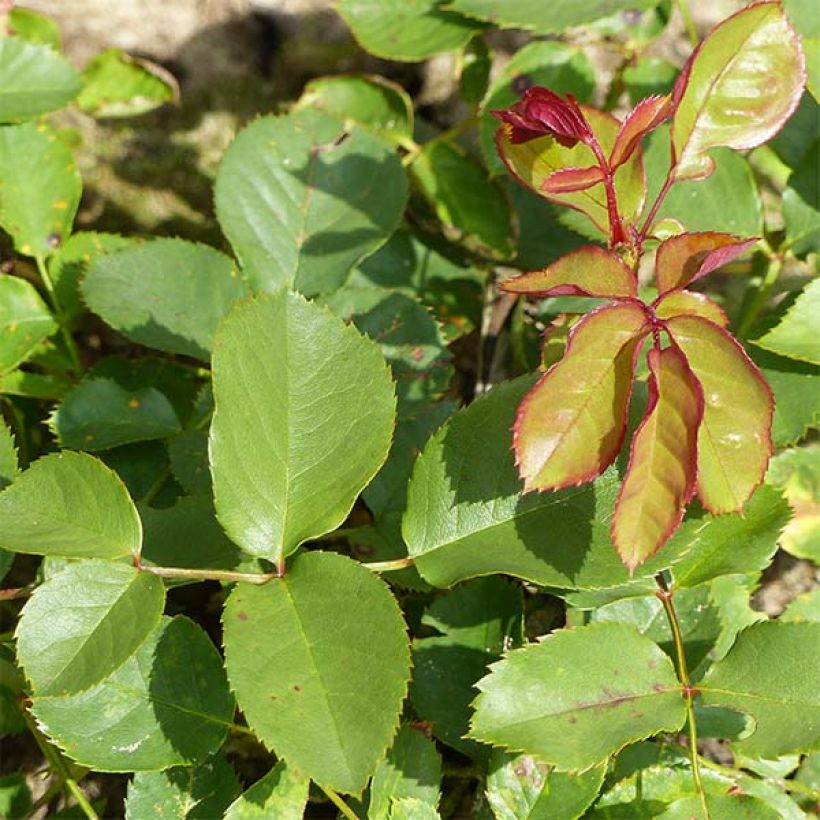 Rosal Lili Marleen (Follaje)