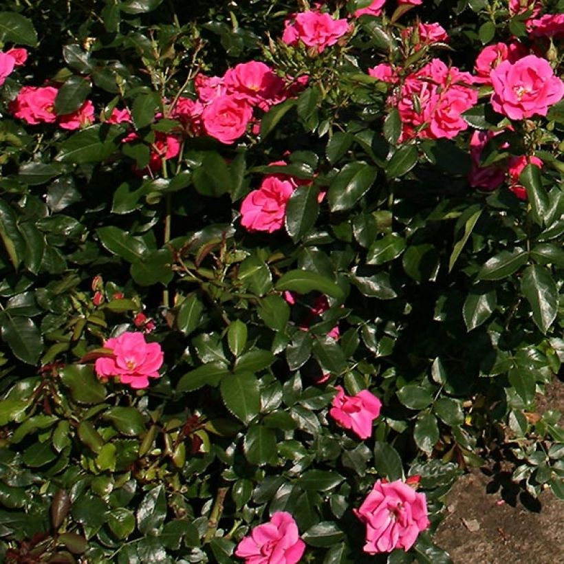 Rosal Nectar Garden Chabadabada (Follaje)