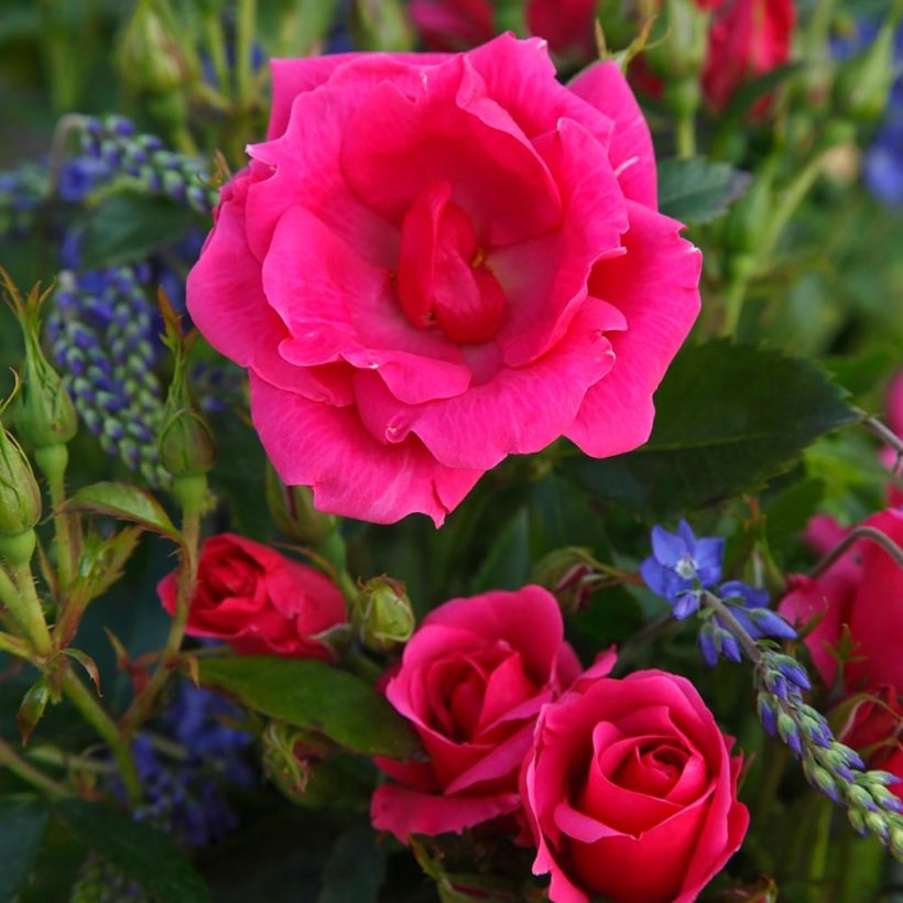 Rosal Nectar Garden Chabadabada (Floración)