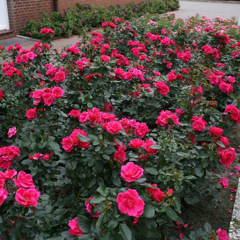 Rosal Nectar Garden Chabadabada (Porte)