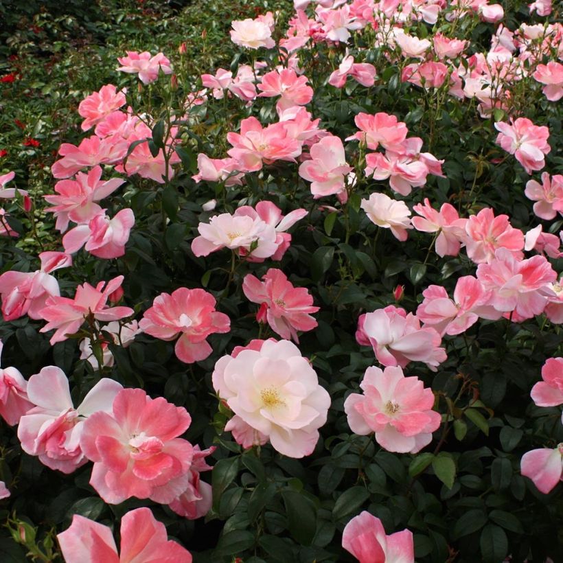 Rosal Nectar Garden Roseromantic (Porte)