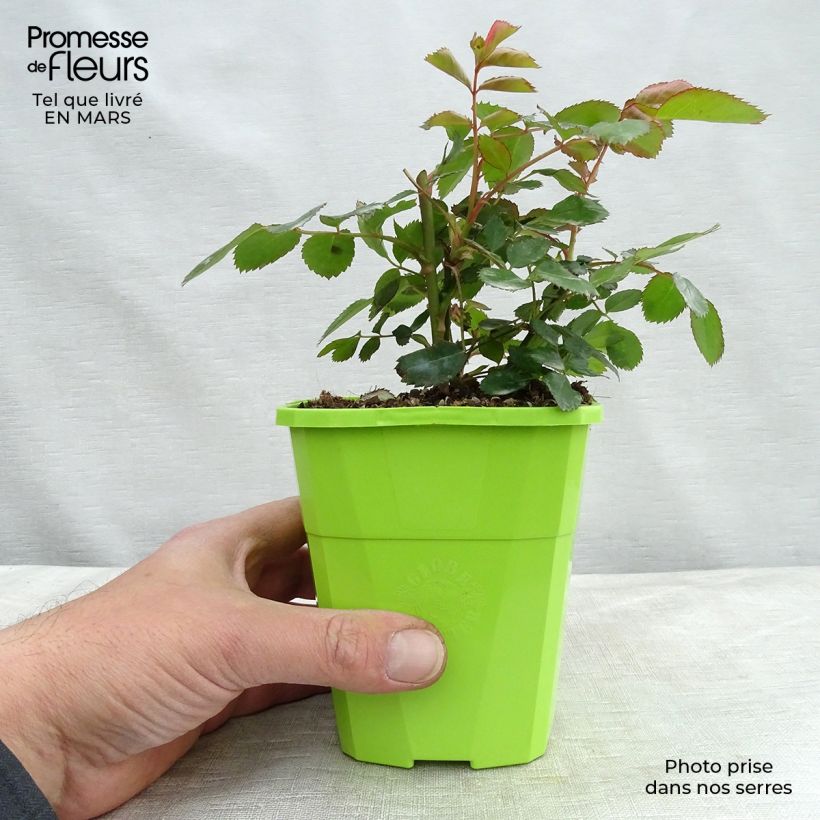 Rosier Nectar Garden Chabadabada - Pot de 1,5L Ejemplar entregado en invierno