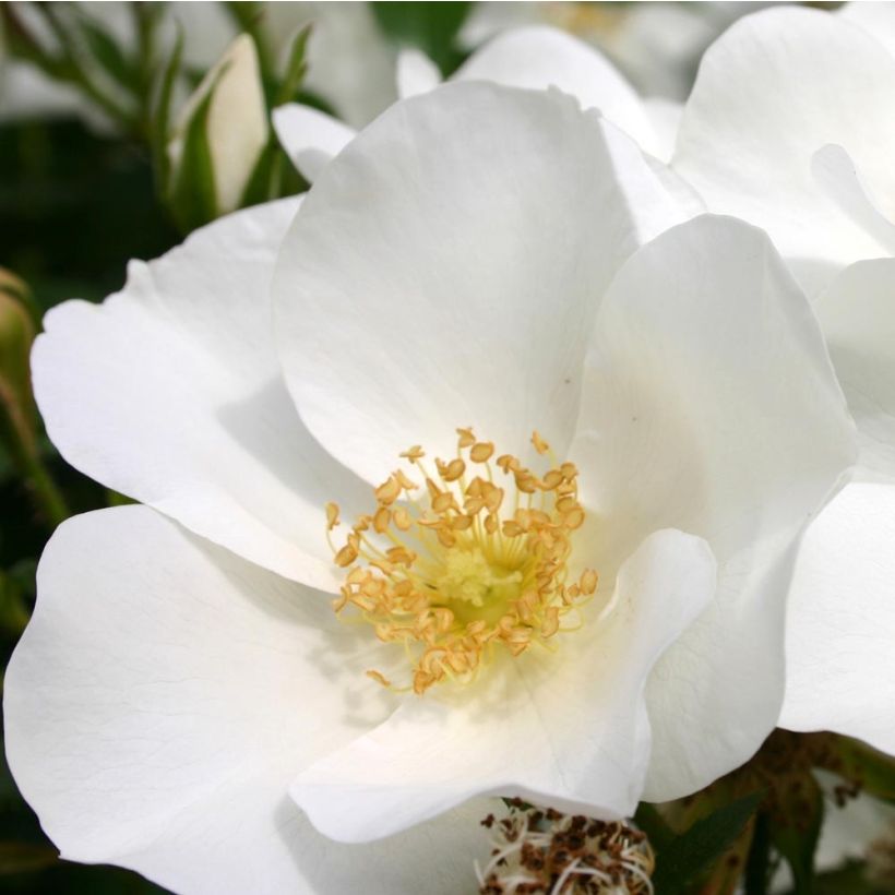 Rosal Nectar Garden Escimo (Floración)