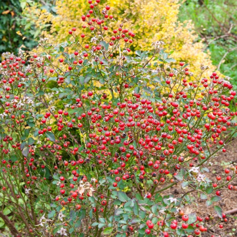 Rosal Nectar Garden Lilliput Lupo (Cosecha)